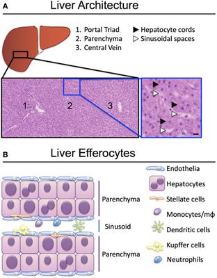 Clearance of Apoptotic Cells by Tissue Epithelia: A Putative Role for Hepatocytes in Liver Efferocytosis